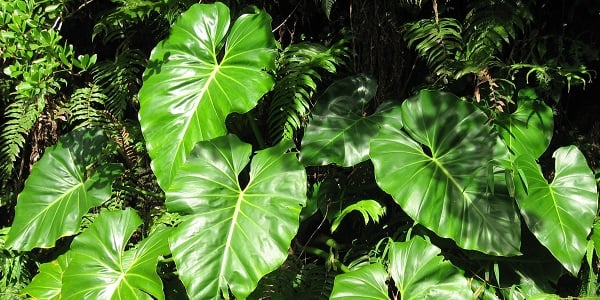 philodendron