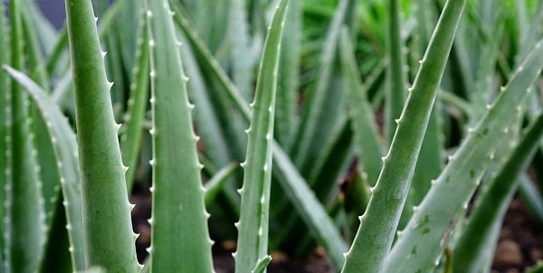 aloe vera